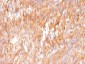 Anti-Calnexin Antibody